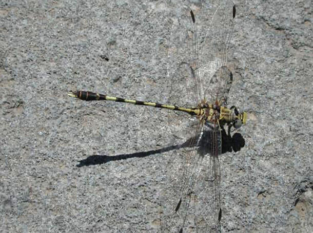 Ventral view of a dragonfly perched on a rocky surface.