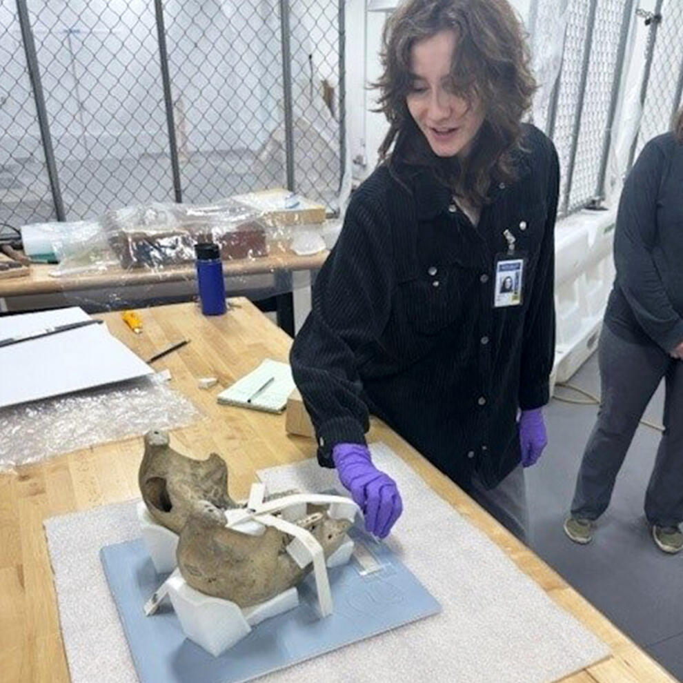 Devon Menefee Elephants and Bovids Project Team: Conservation, Digitization | AMNH