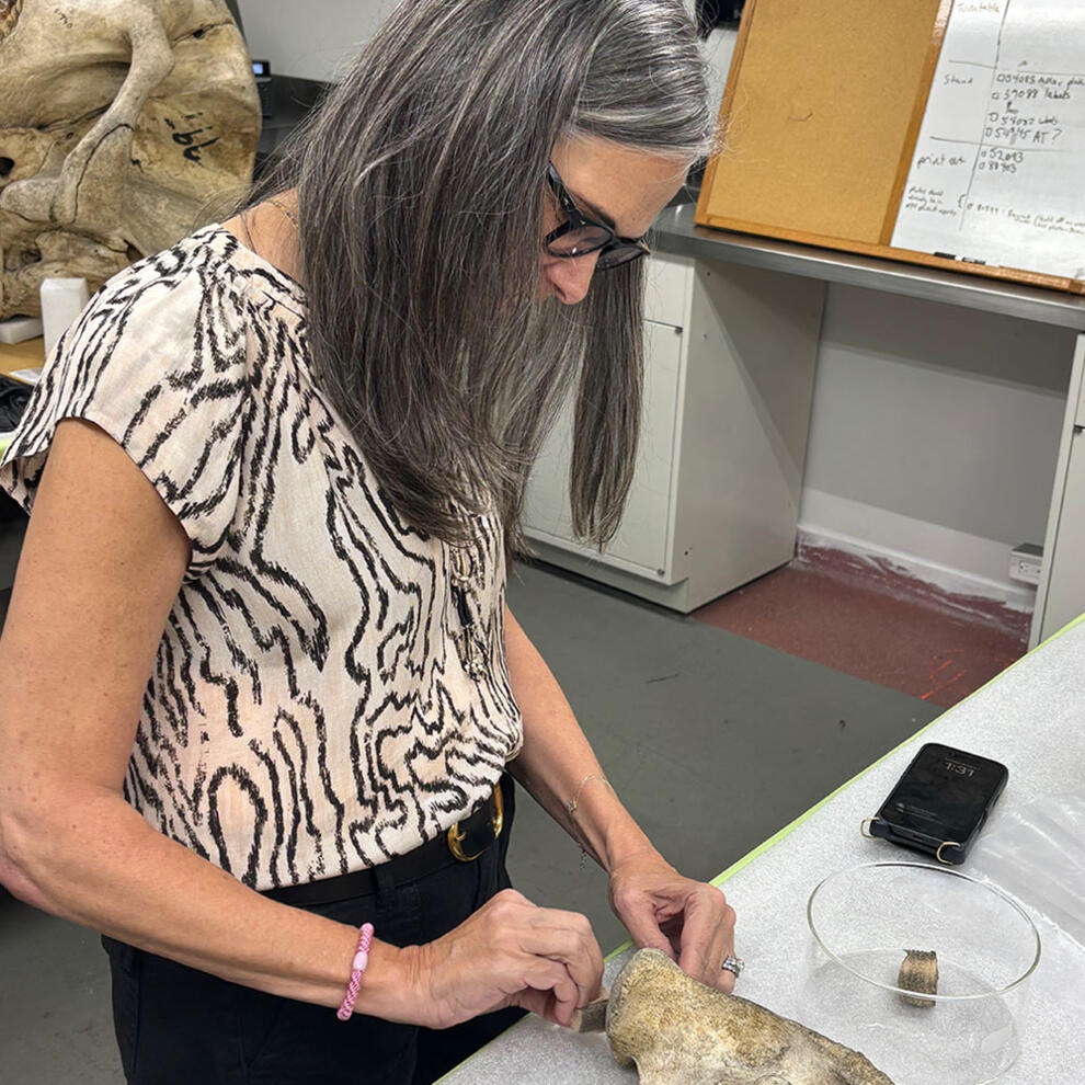 Elephants and Bovids Project Team: Conservation, Digitization | AMNH