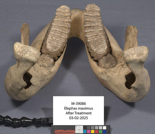 science-conservation-elephant-and-bovid-specimens-amnh