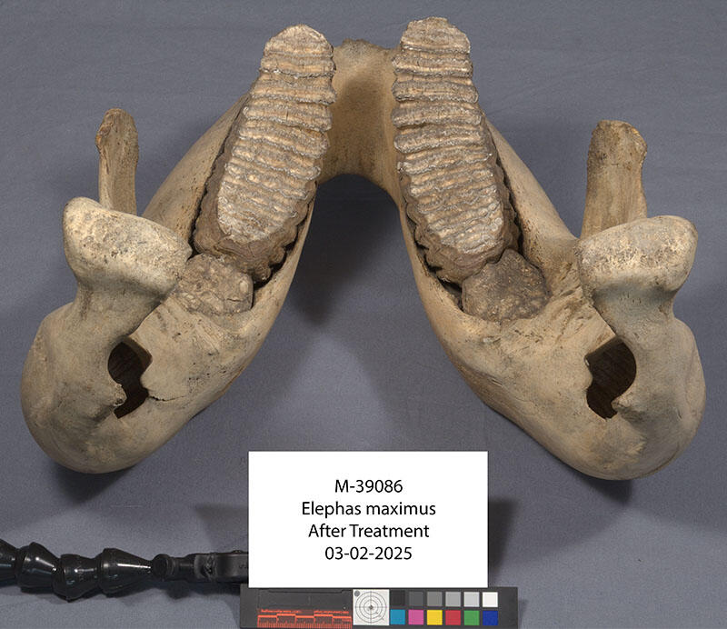 Ventral view of teeth and jawbone placed on a solid background with a card of color squares and a cart that reads Elephas maximus before treatment.