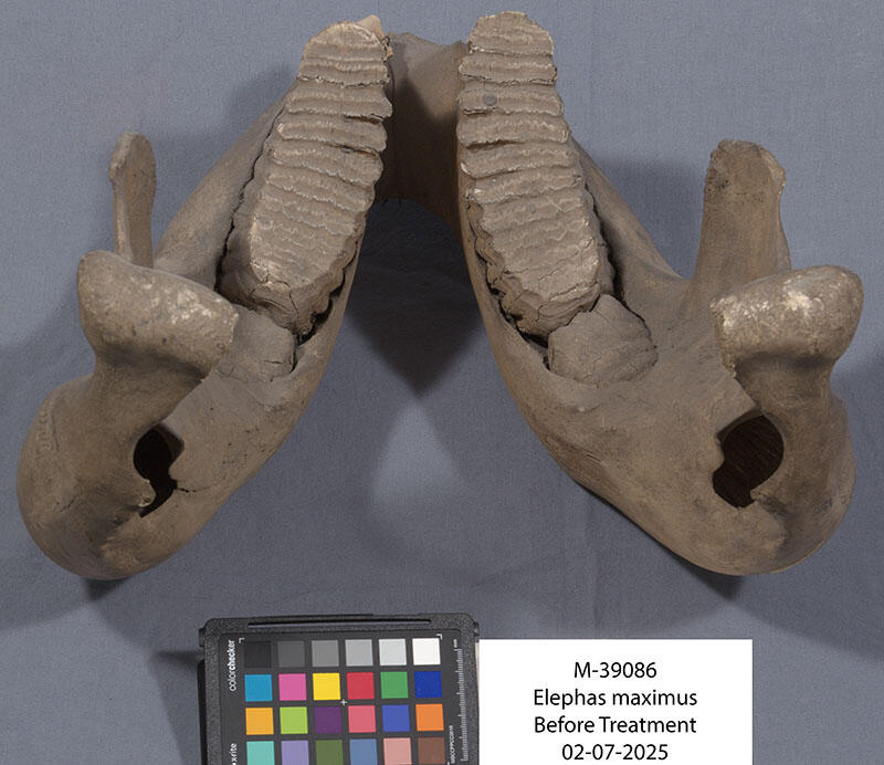 Ventral view of teeth and jawbone placed on a solid background with a card of color squares and a cart that reads Elephas maximus before treatment.