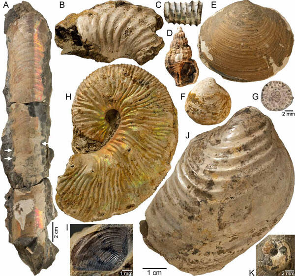 Fossil shells of several invertebrate species including an ammonite.