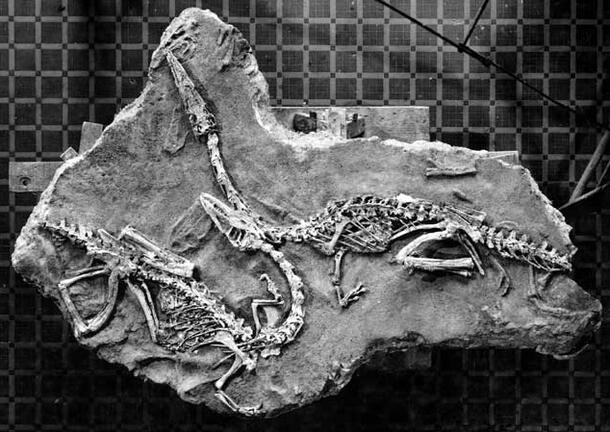 A fossil specimen of coelophysis, a small, slender dinosaur with a long tail. The fossil specimen is complete, resembling a long lizard skeleton.