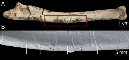 A velociraptor bone, with a microscopic close up underneath. It shows quill knobs - the bases feathers grow from - proving the dinosaur was feathered.