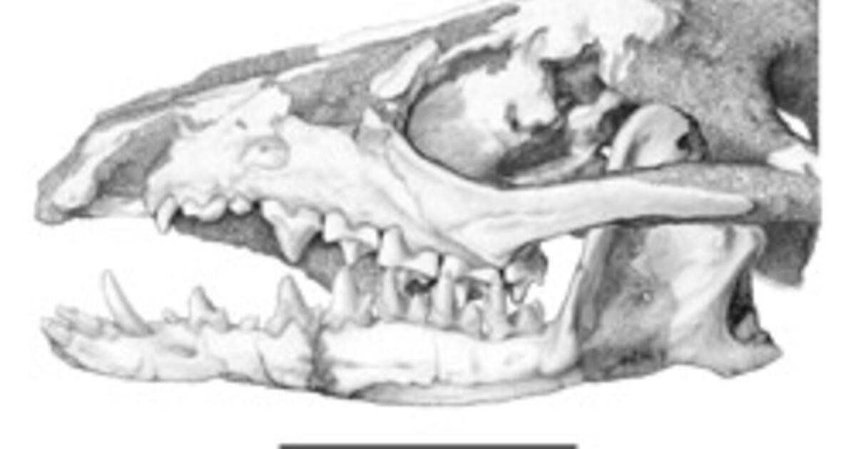 New Fossil Indicates Origin & Rise of Modern Mammals | AMNH
