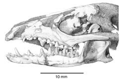 An illustration depicting the skull and jaw, seen from the side, of Maelestes, a prehistoric shrew-like mammal.