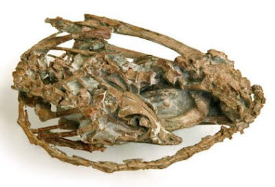 A fossil dinosaur, discovered in a remarkably life-like sleeping pose. It is the first fossil discovery of a sleeping dinosaur.