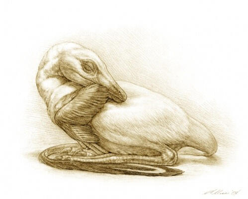 A pencil drawing of mei-long, a small feathered dinosaur that resembles a bird, though it is non-avian.