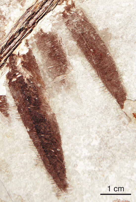 A fossil imprint of three Microraptor feathers.