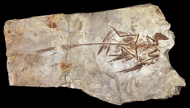 In a stone slab, a fossilized Microraptor specimen shows the animal's long tail.