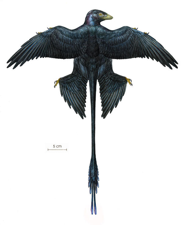 An illustration of a Microraptor shows an animal with strong neck and shoulder muscles, legs with wing feathers, and a long tail.