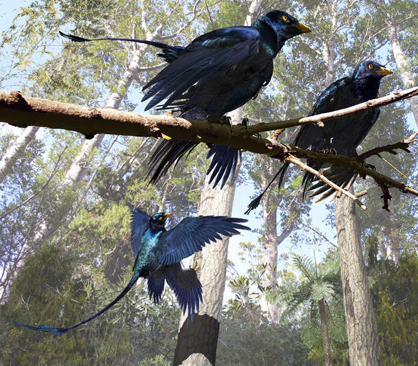 An illustration of two dark iridescent bird-like animals perched on a branch with another in flight in the background.