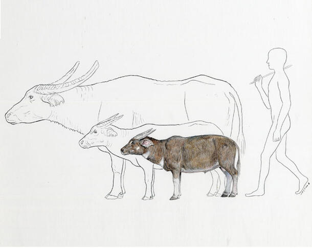 A color drawing of a newly discovered, ancient water buffalo. Larger, modern water buffalos and a human are nearby, in light outline, to show size.