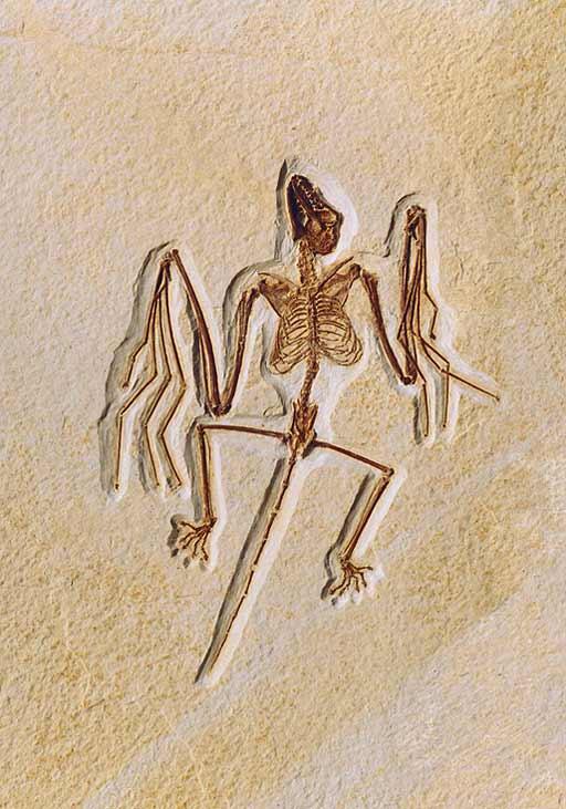A fossilized skeleton of Onychonycteris finneyi, an extinct acient bat.