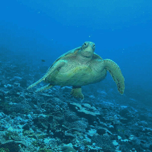 A green sea turtle, floating above the ocean floor.