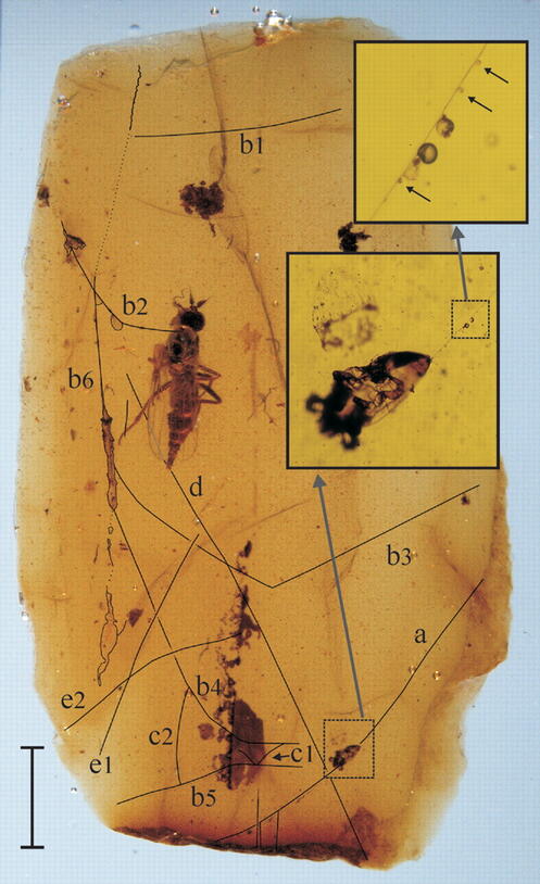 An ancient spiderweb, preserved in amber: a golden/yellow slab with insects that were caught in a spider's web over 110 million years ago.