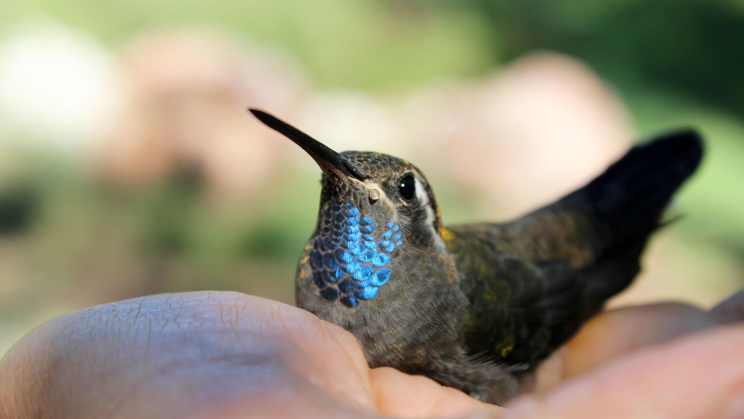 Closeup of a hummingbird resting on the open palm of a human hand.