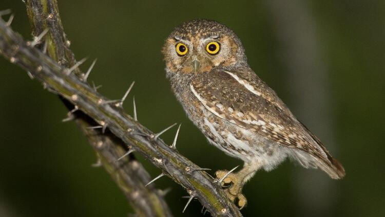 Small brown owl with yellow eyes standing on branch with spines.