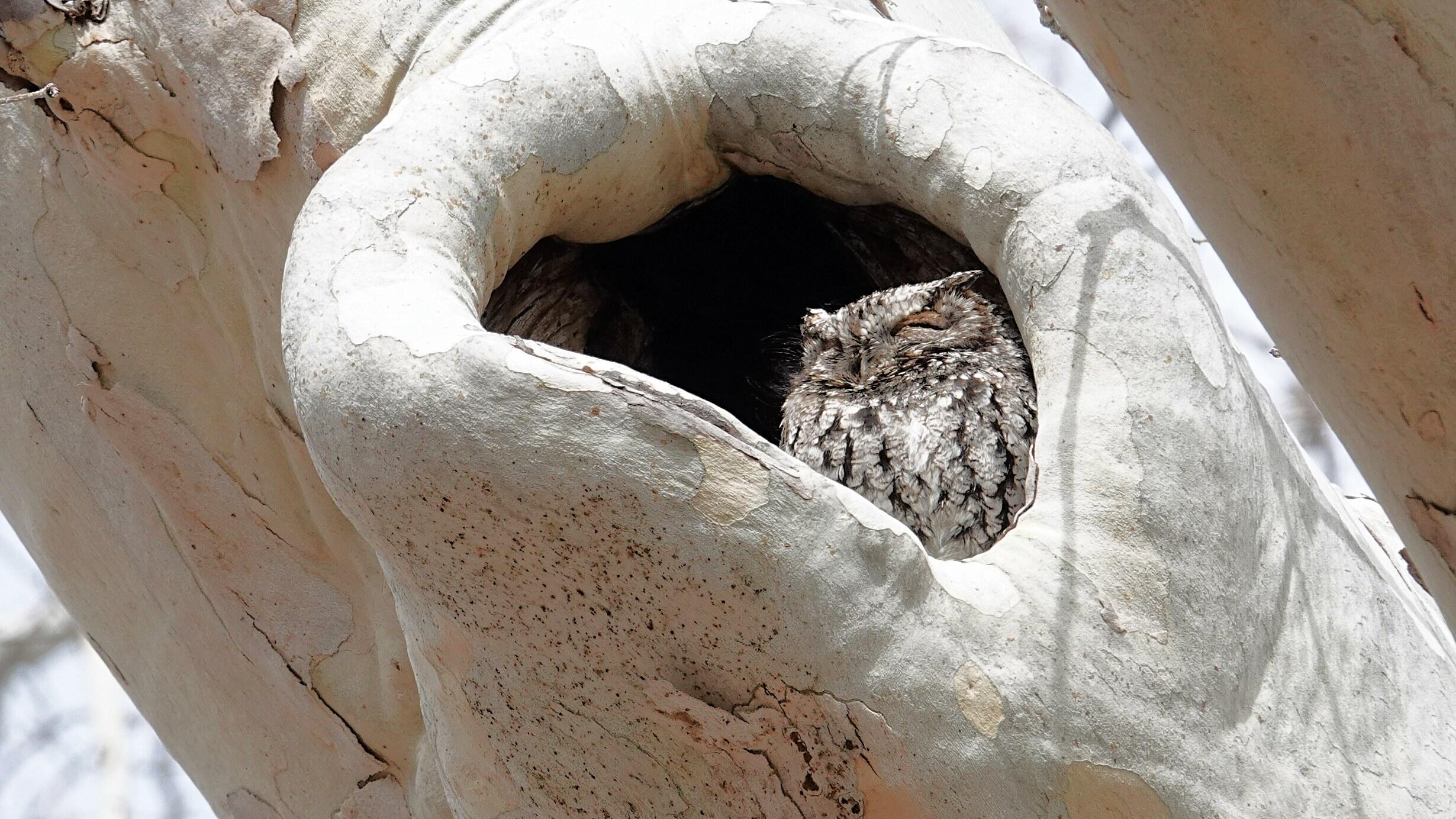 small brown, black and cream colored owl with closed eyes in cavity of tree with light bark