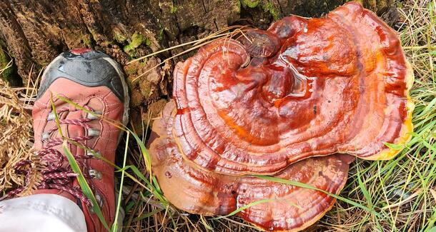 red boot pictured next to large reddish shelf fungus for size comparison
