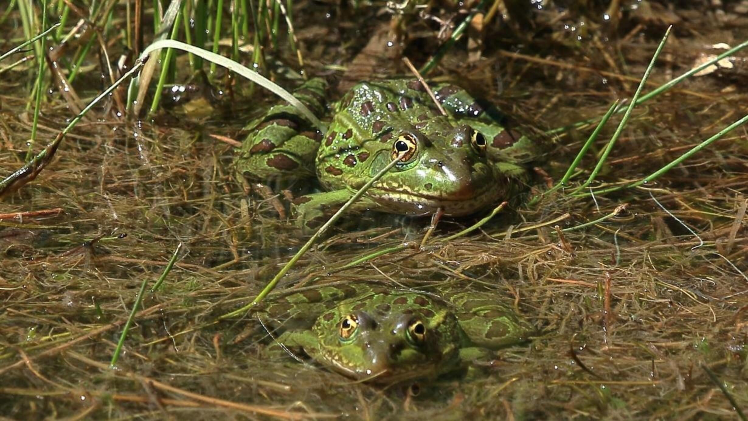 Two green spotted frogs sitting in water
