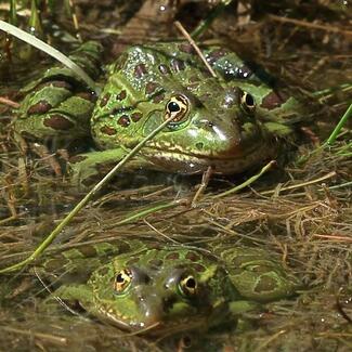 Two spotted green frogs sitting in shallow water
