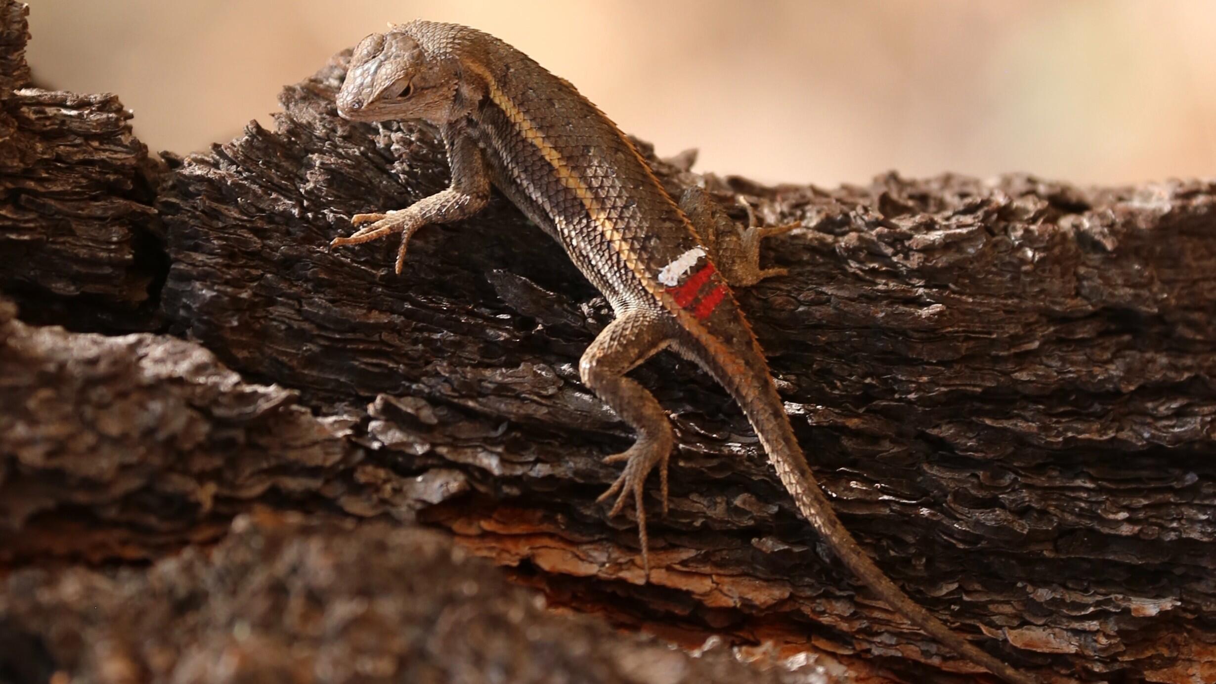 Light brown lizard with lighter longitudinal stripes on tree with red and white paint marks for scientific tracking