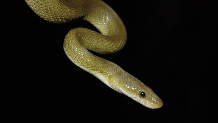 close up of slender olive green snake head and upper body against black background