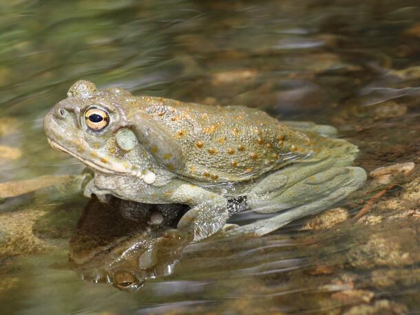 Close-up side view of a toad with raised spots sitting in shallow water.