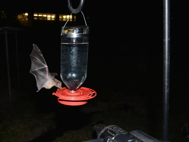 Nectar bat feeding from hummingbird feeder at night