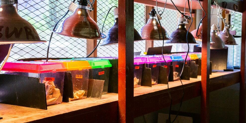 Plastic bins holding lizards on a work table with multi-color lids under heat lamps. Courtesy of A. Ebersole