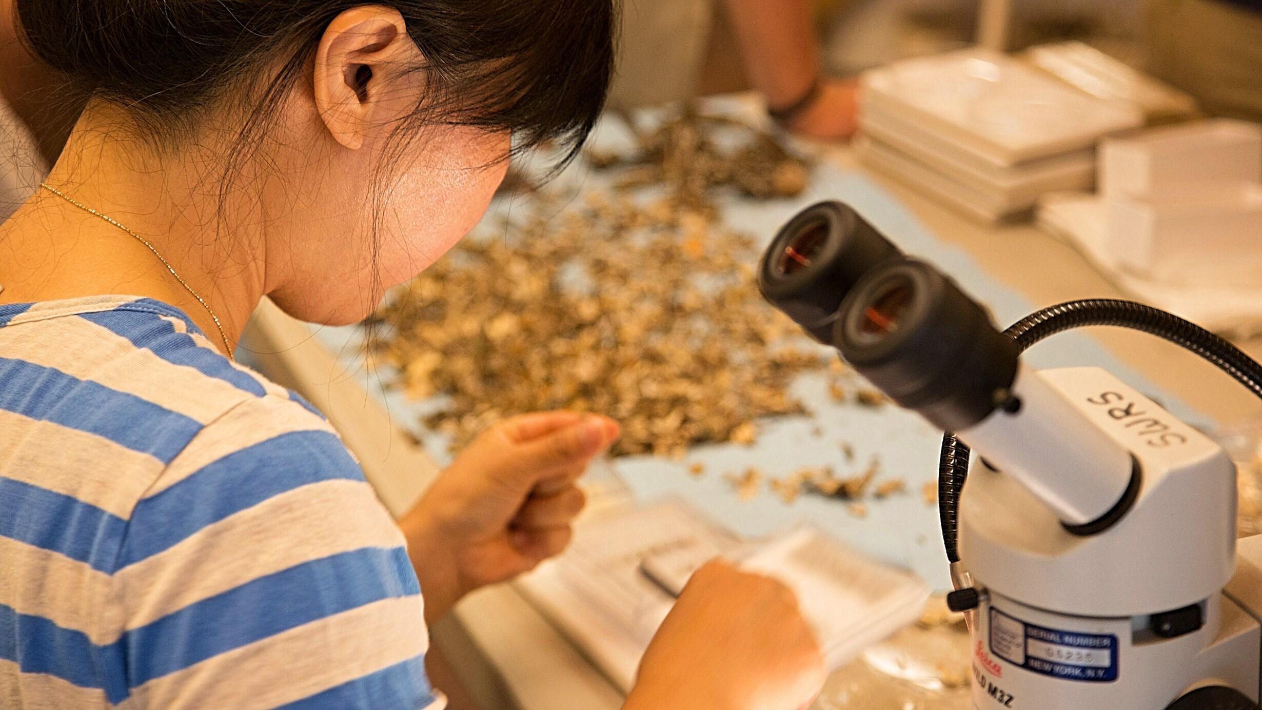 Woman at table looking at insects with a microscope in front of her.