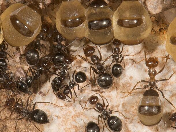 view inside ant colony including a row of repletes with their abdomens swollen with nectar