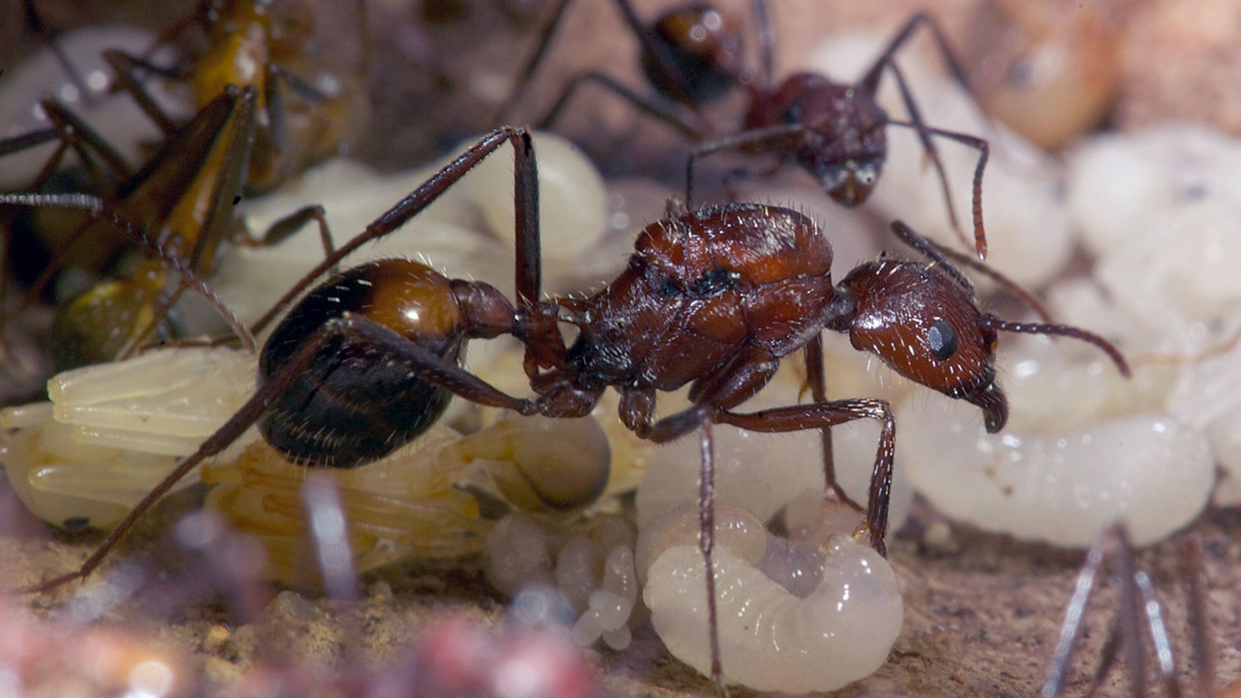 Red brown and gold ant with white pupae