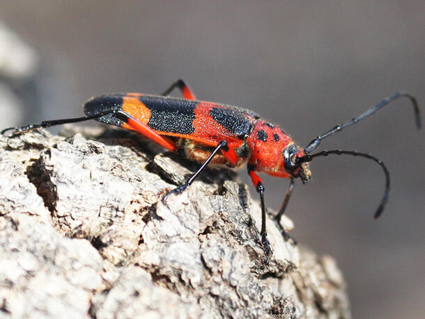 Red and black beetle sitting on a rock with a gray background