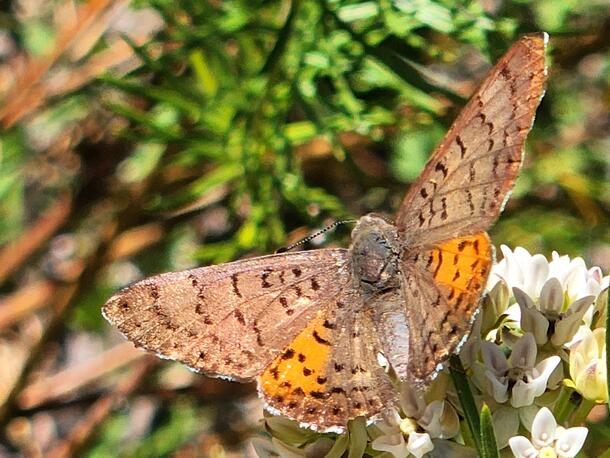 Brown and orange metalmark butterfly nectaring on white flowering pine needle milkweed