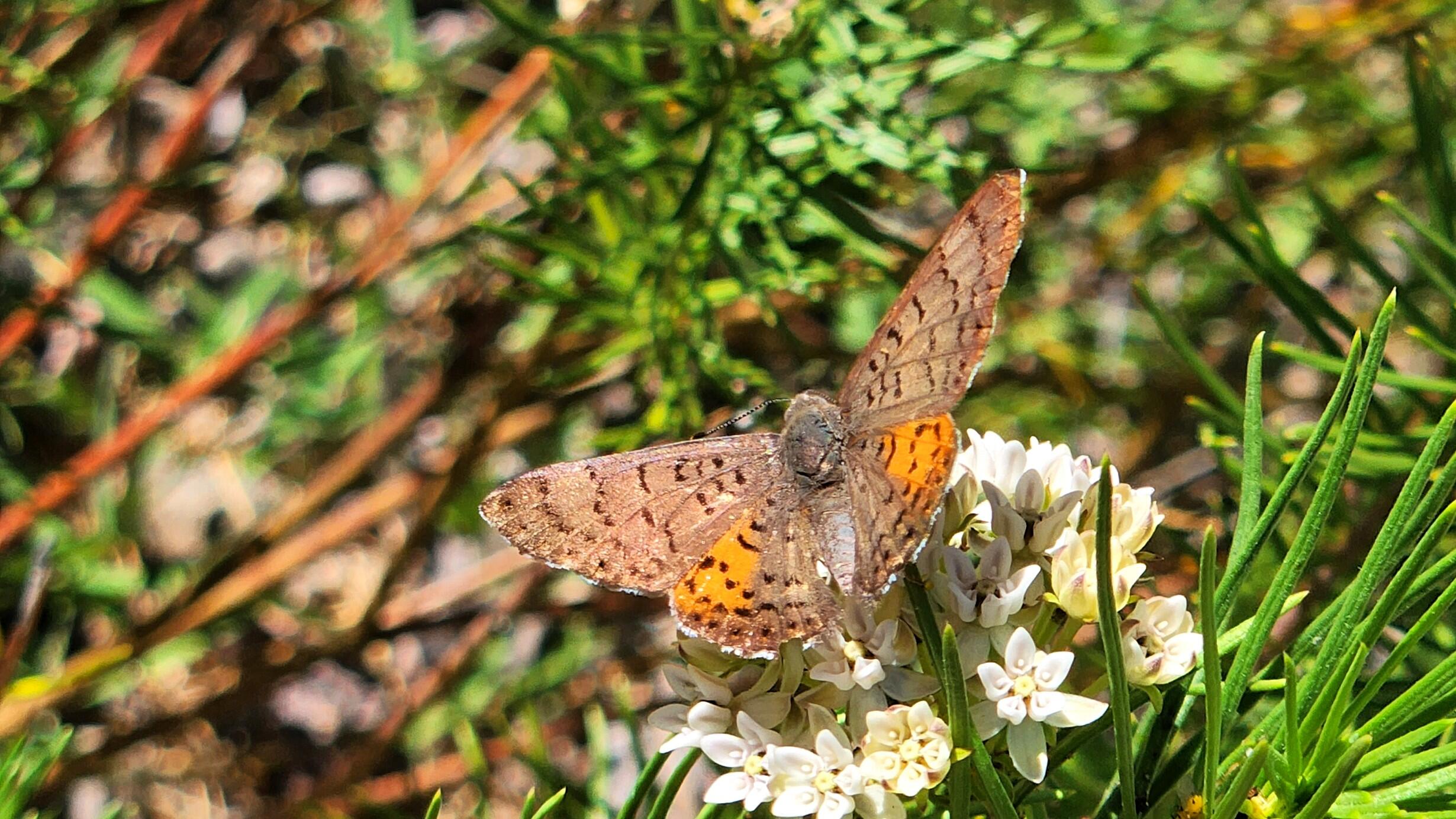 Brown and orange metalmark butterfly nectaring on white flowering pine needle milkweed