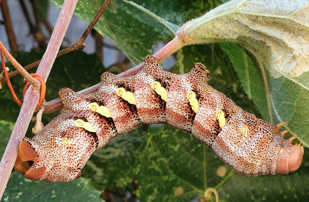large caterpillar primarily creamy white with longitudinal orange stripes, black speckles and yellow patches on grape vine