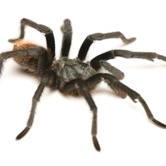 Hairy black spider with red rump against white background