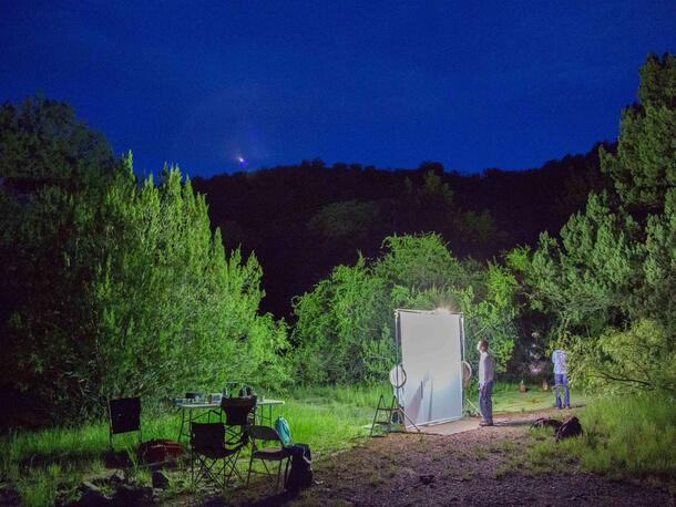 Outdoor night scene with person looking at lit white fabric hung to collect insects.