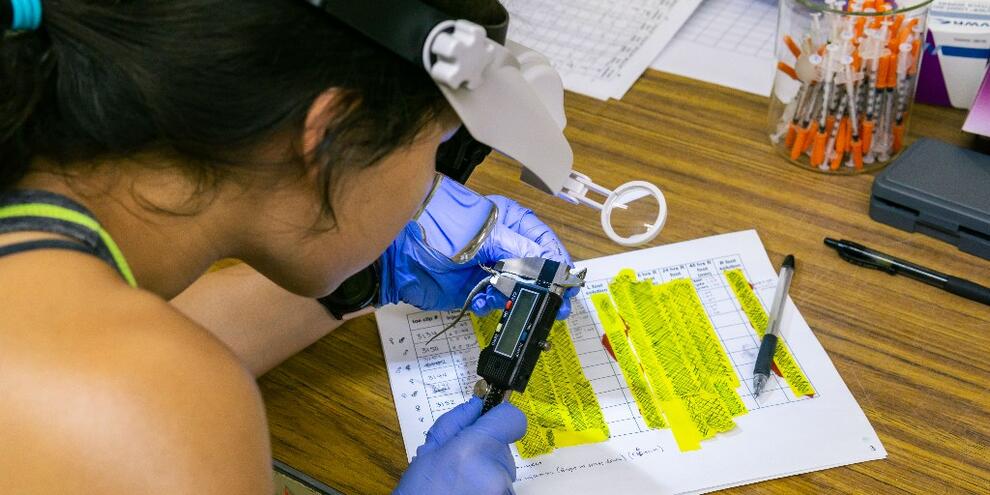 Young woman with dark hair wearing magnifying glasses to measure a lizard over a piece of paper with data written on it.