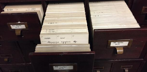 Old card catalog from the Ichthyology collection at AMNH.