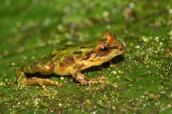 A tiny frog with long fingers and mottled green and pale brown markings perched on a green surface.
