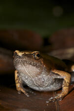 A small frog with brown mottled skin and a white underbelly.