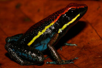 A frog with black skin and narrow red and yellow stripes from its head down its side, a blue mark near its belly, long fingers and toes, on a brown leaf.
