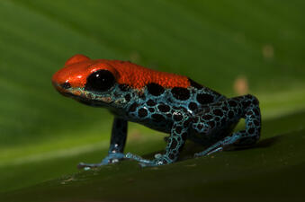 A tiny frog with red head and back, black eyes, and blue and black markings on legs and sides.