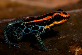 A tiny frog with red and black striped head and back, black eyes, and blue and black markings on legs and sides.