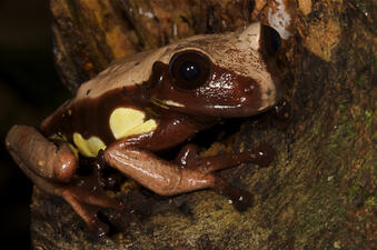 A frog with light brown skin on the top of its head, back, and legs, dark brown with white markings on its lower face and sides, long fingers