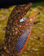 The head and neck of a reptile with its mouth open, mottled brown scales, blue with light spots on the side of the neck, and orange with black spots on the throat.